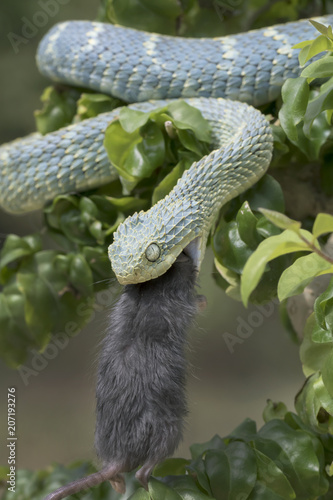 Venomous Bush Viper Snake (Atheris squamigera) eating rodent