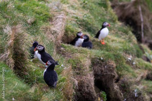 A group of puffins on a ledge