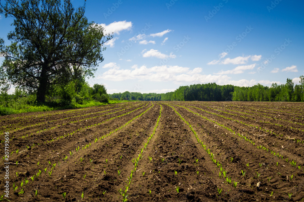 Agriculture corn seedling row field 