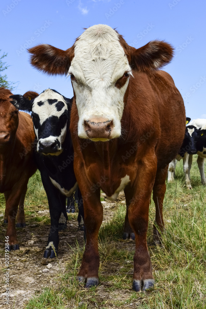 Steers fed on pasture, La Pampa, Argentina