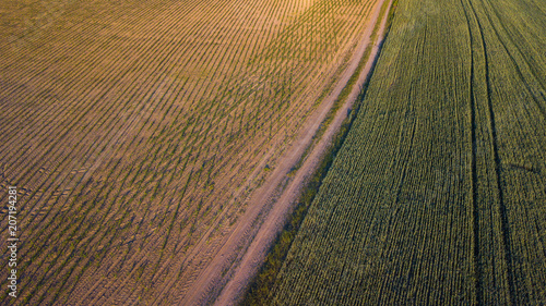 Aerial view of cultivated crop.