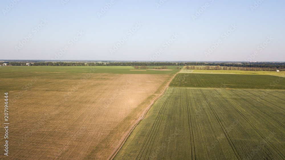 Aerial view of cultivated crop. Aerial view of cultivated crop.