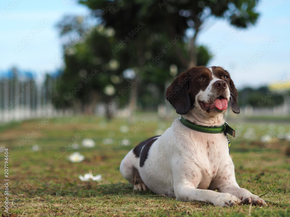 Dog lying down panting