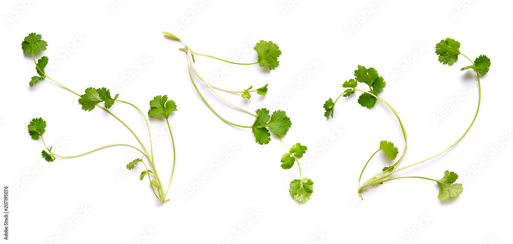 Coriander garden, cooking herb Isolated against a white background.
