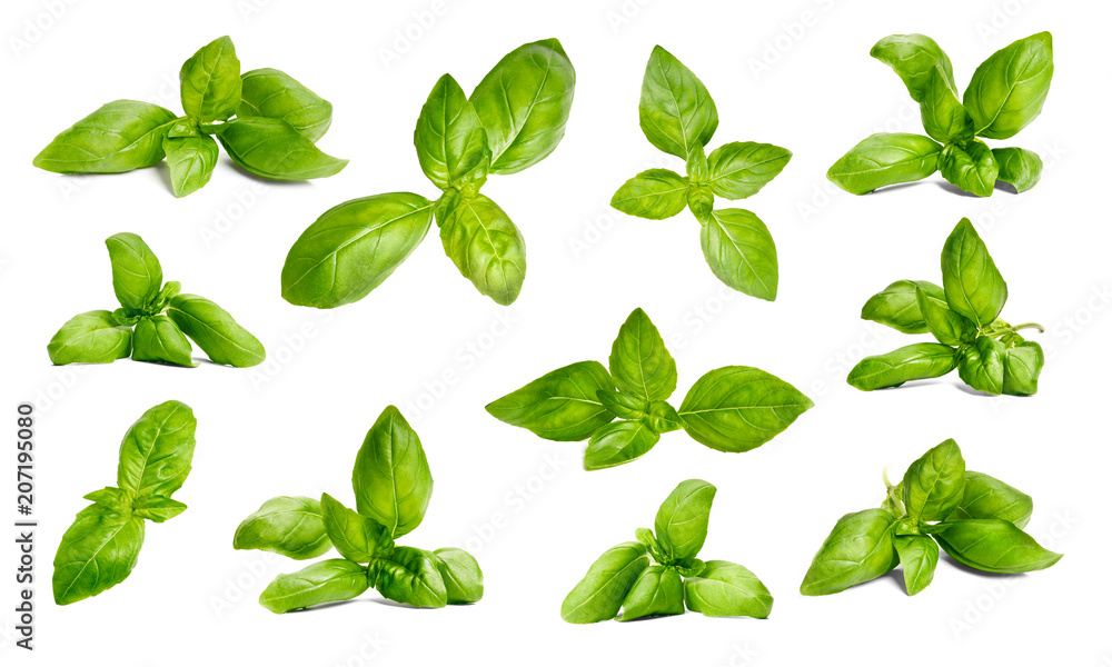 Basil garden, cooking herb Isolated against a white background. Basil garden, cooking herb Isolated against a white background.
