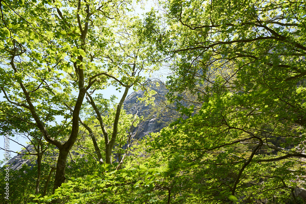 御在所岳登山道からの眺め
