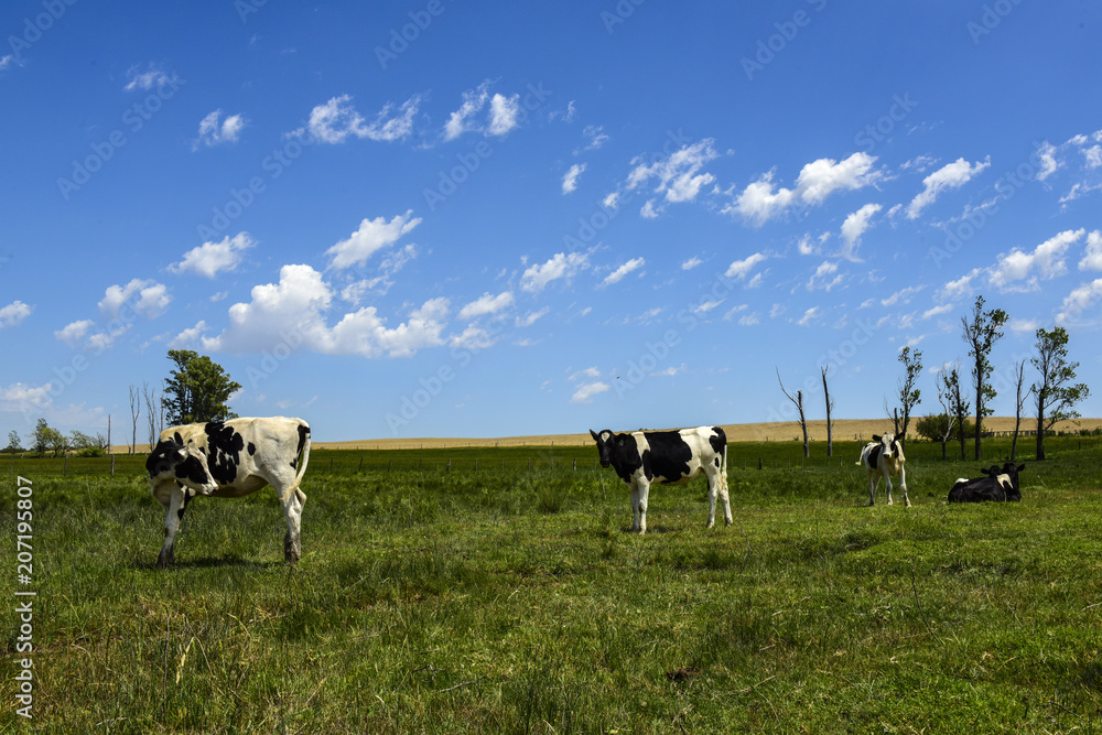 Steers fed on pasture, La Pampa, Argentina Steers fed on pasture, La Pampa, Argentina