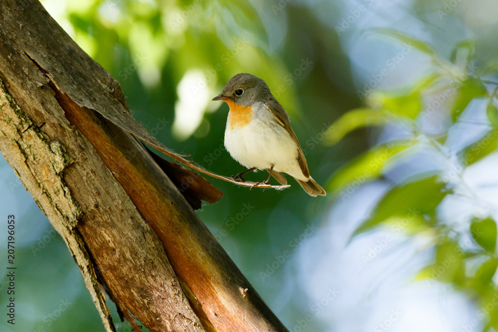 Red-breasted Flycatcher (Ficedula parva). Red-breasted Flycatcher (Ficedula parva).