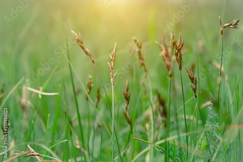 green grass during the fog