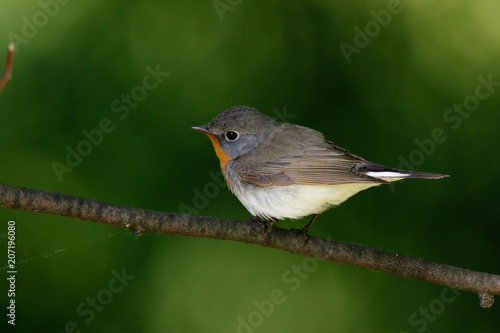 Red-breasted Flycatcher (Ficedula parva).