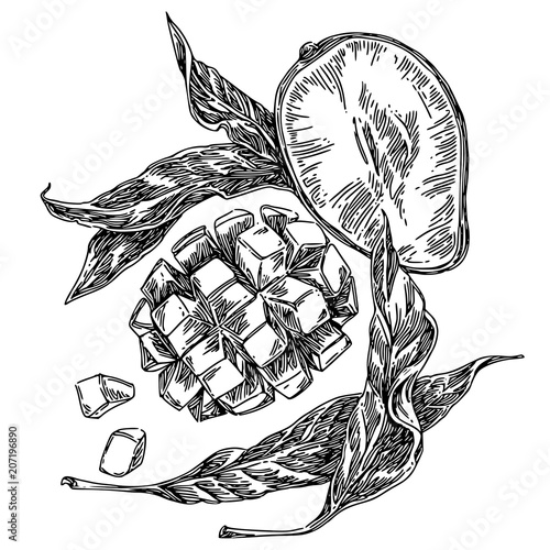 Mango fruits diced with leaves. Sketch. Engraving style. Vector illustration.