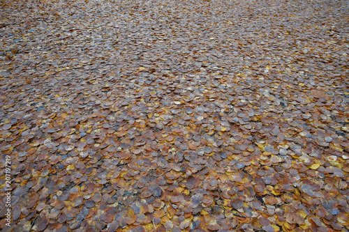 Fotografi foliage texture