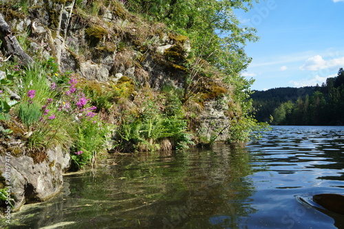 plant flora near the forest slope of the lake