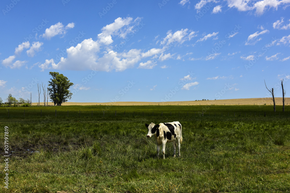 Steers fed on pasture, La Pampa, Argentina Steers fed on pasture, La Pampa, Argentina