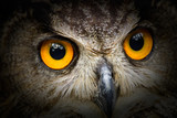 Portrait owl with big yellow eyes with black vintage