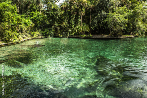 Natural Swimming Pool