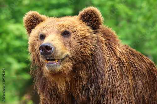 Bear grizzly in nature with green background