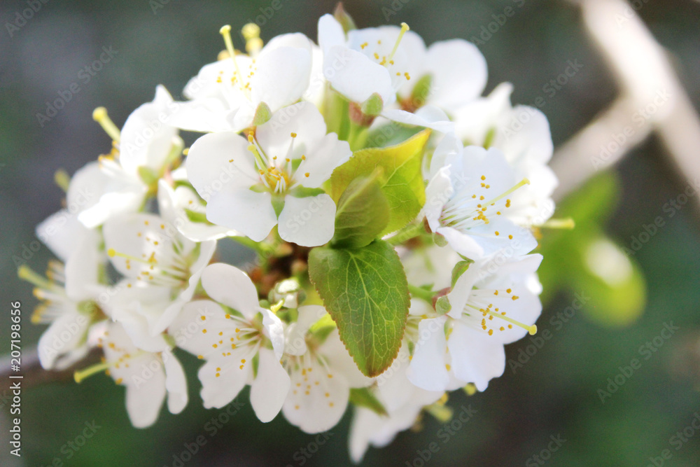 Obraz premium Apple-tree in bloom