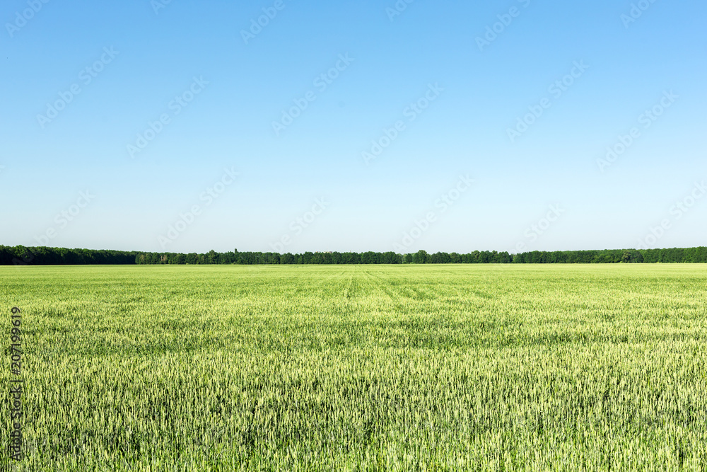 Fototapeta premium Agricultural field with young green wheat plants. Clear blue sky without clouds on background. equal splitted image. Natural scenic landscape on bright sunny day