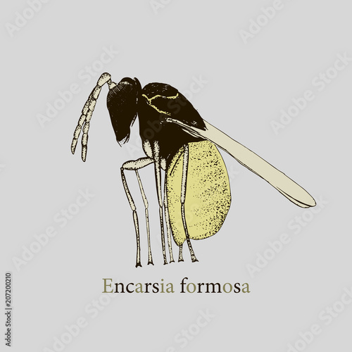 Vector illustration hand drawn sketch of wasp Encarsia in ink and color on grey background