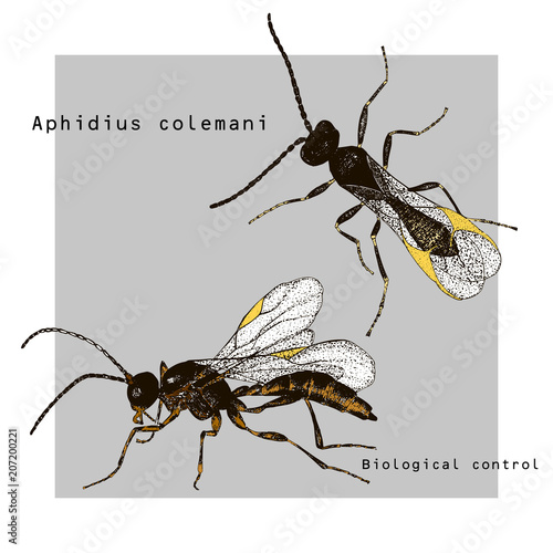 Vector illustration hand drawn sketch of wasp Aphidius in ink and color on grey background