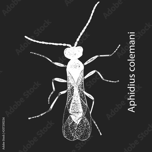 Vector illustration with hand drawn sketch of wasp Aphidius in ink on dark grey background