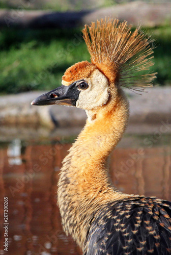 Portrait of young Grey crowned crane (Balearica regulorum)