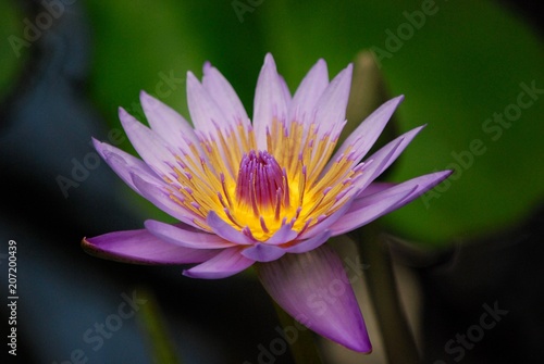 Stunning purple with yellow water lily flower
