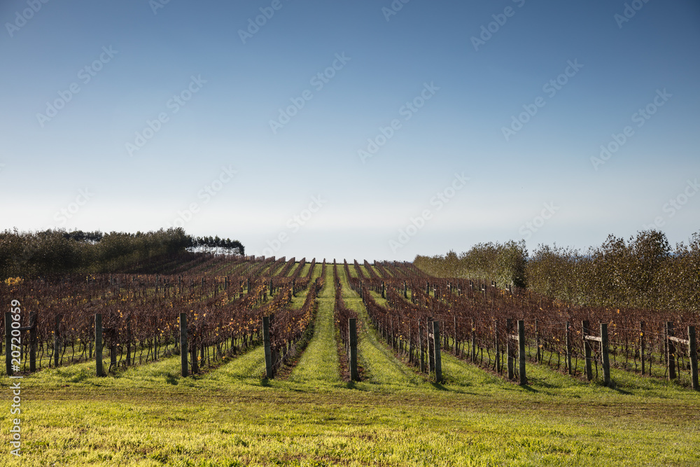 Vineyards in Tasmania Australia during the winter