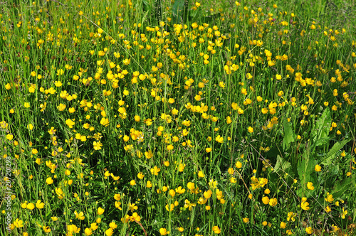 buttercup flowers in a meadow