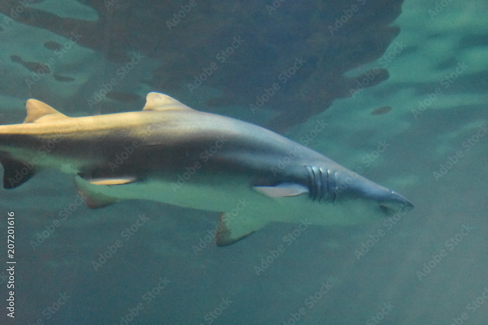 Fototapeta premium Shark Swimming Underwater