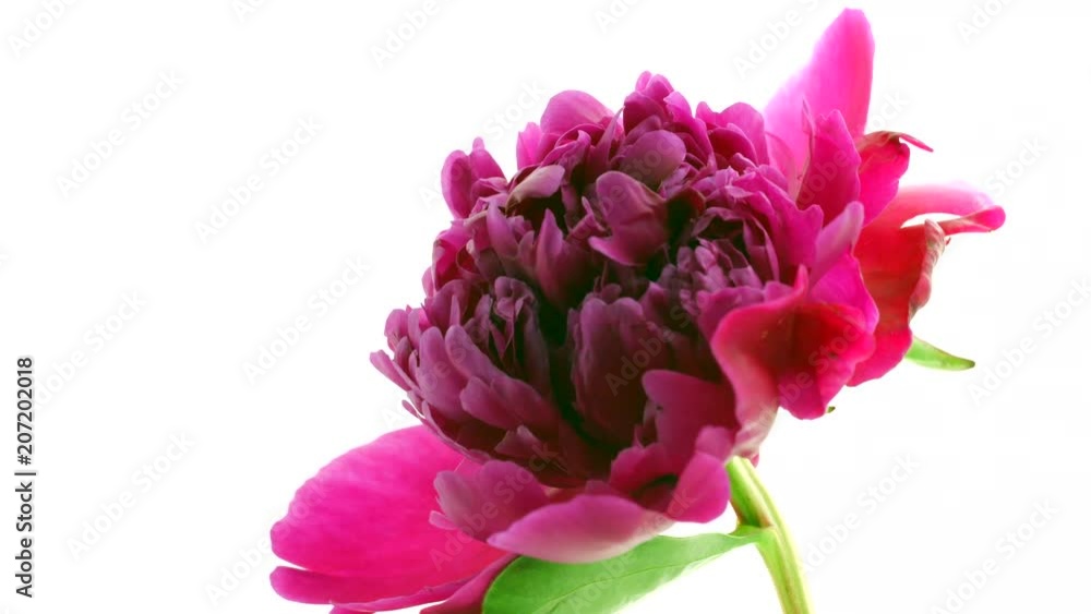 Blooming red peony background. Beautiful peony flower opening timelapse. 3840X2160 4K UHD video footage Blooming red peony background. Beautiful peony flower opening timelapse. 3840X2160 4K UHD video footage
