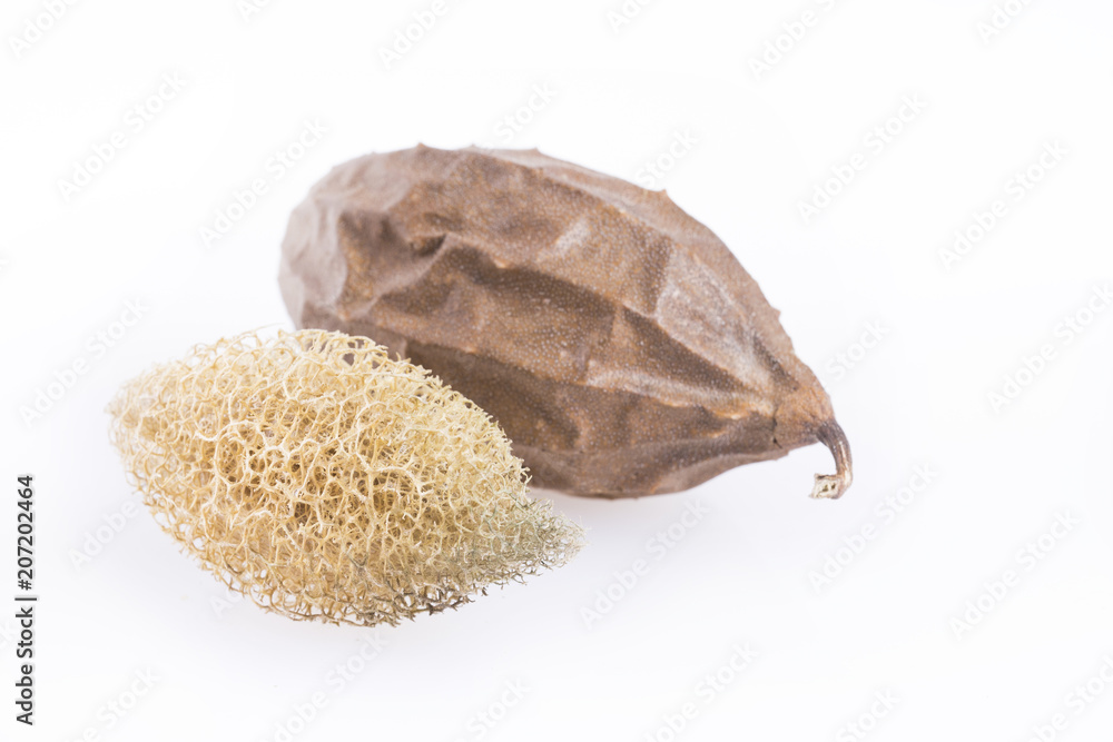 Vegetable sponge - Luffa operculata. White background Vegetable sponge - Luffa operculata. White background