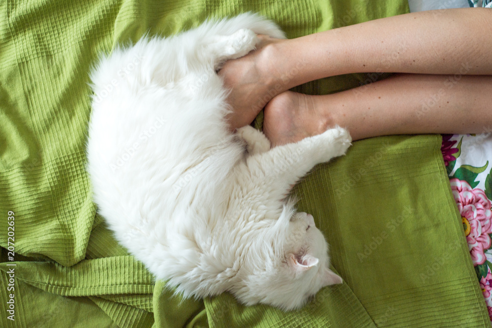 White fluffy cat lies at the feet of a girl White fluffy cat lies at the feet of a girl