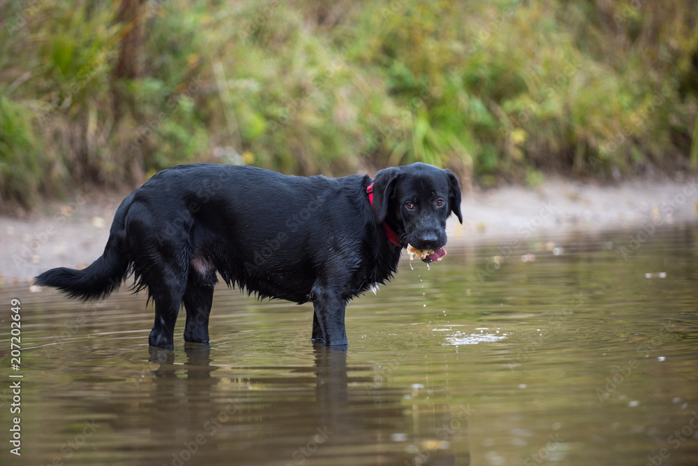 Black Labrador catches fish in the pond Black Labrador catches fish in the pond