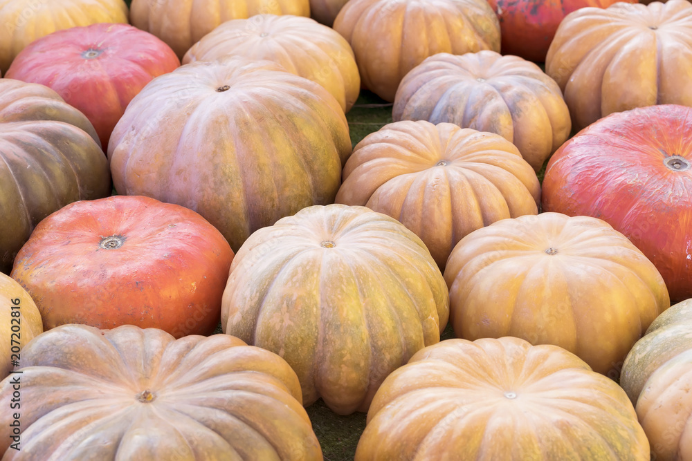 Rustic background with colorful pumpkins close-up. Harvest , Thanksgiving Day concept Rustic background with colorful pumpkins close-up. Harvest , Thanksgiving Day concept