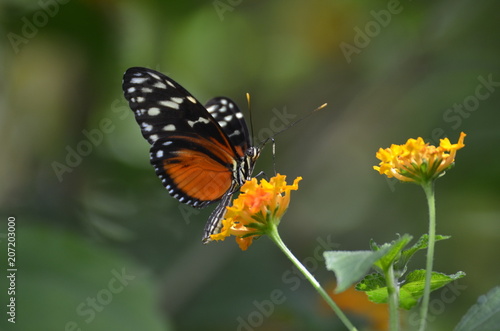 papillon © Gaignard Frederique