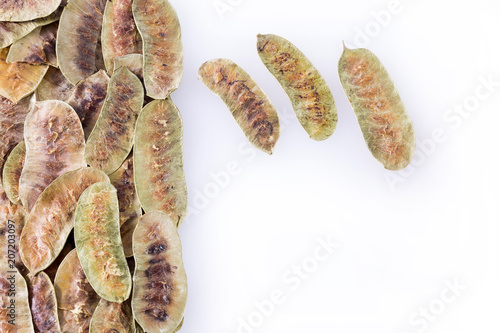 Acacia pods - Senna alexandrina - Cassia acutifolia photo