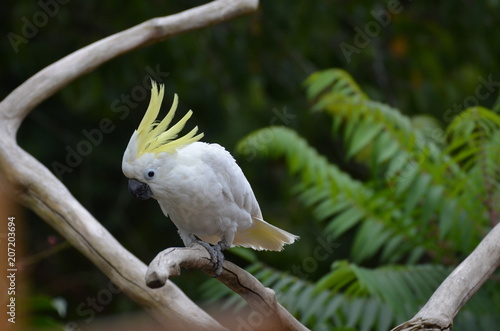 perroquet blanc
