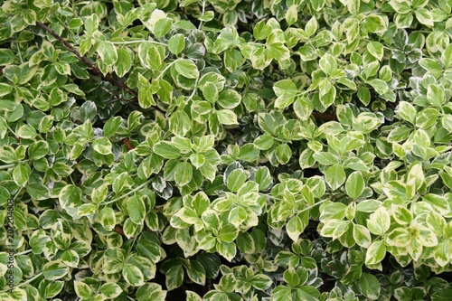 Green groundcover growing in the summertime