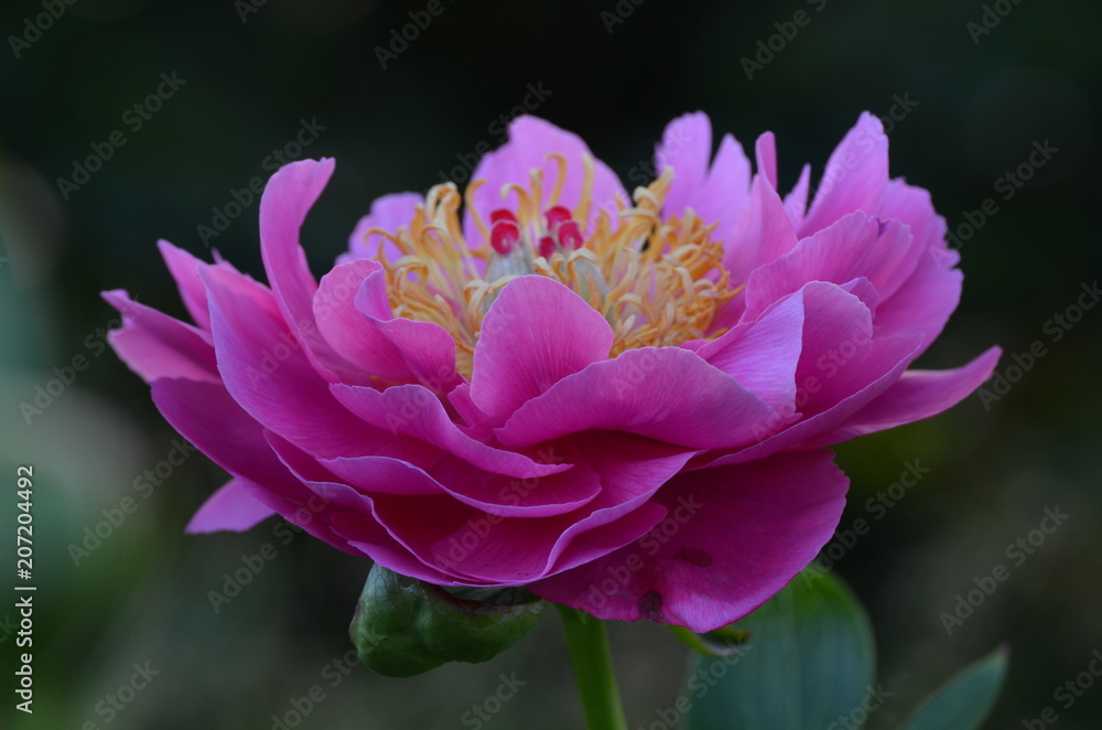 pivoine pivoine