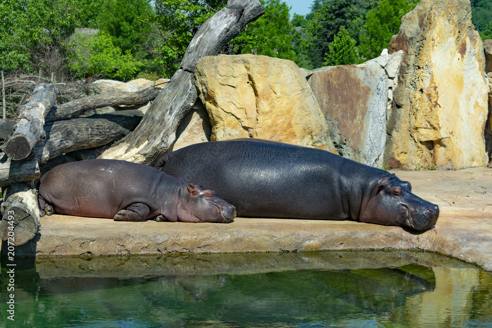 Fototapeta premium a family of hippopotamuses, mother and baby sleep near the water in the sun