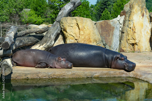 a family of hippopotamuses, mother and baby sleep near the water in the sun