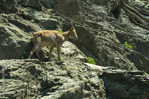 A mountain goat climbs the rocks in search of food photo