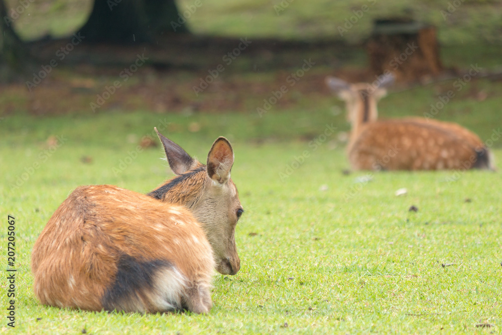 Fototapeta premium Deer in Nara Park. Japan.