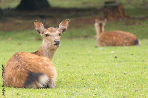 Deer in Nara Park. Japan.