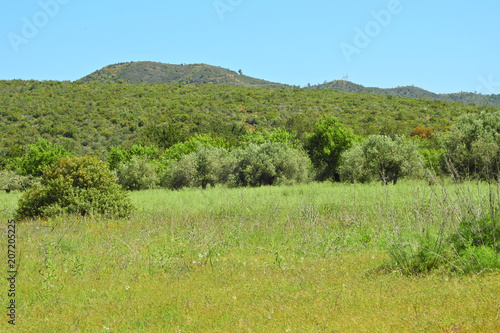 Rural Landscape in Algarve, Portugal photo