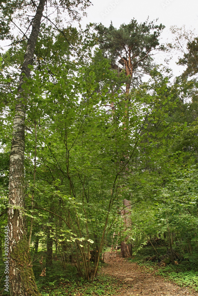  House on Tree in Nikola-Lenivets village. Kaluga oblast. Russia