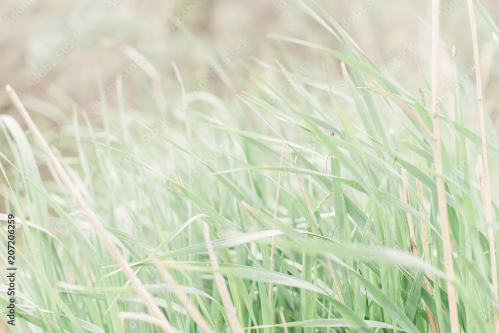 Fototapeta premium grass