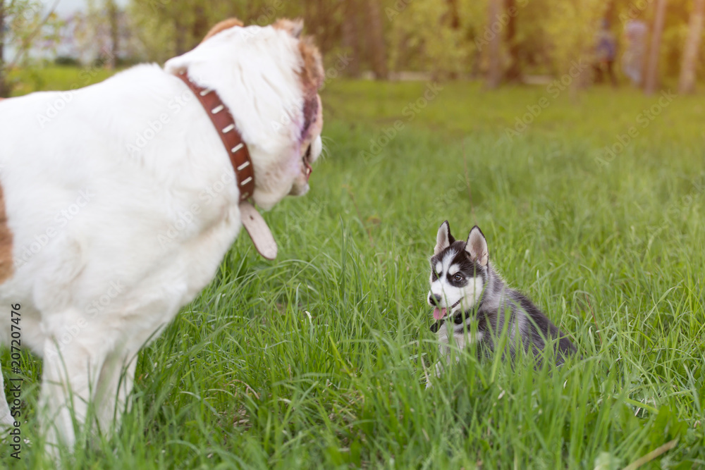 Big and small dogs outdoors in grass in park. Friendship, friends concept